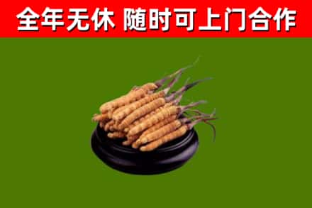 新北烟酒回收冬虫夏草.jpg